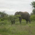 První slon