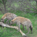 Hyeny a supi 8