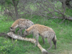 Hyeny a supi 8