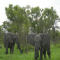 Stádo slonů 1