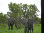Stádo slonů 1