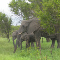 Stádo slonů 2