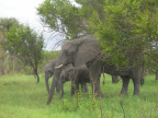 Stádo slonů 2
