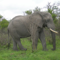 Stádo slonů 4