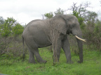 Stádo slonů 4
