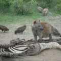 Hyeny a supi odpoledne