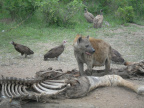 Hyeny a supi odpoledne