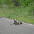 African hunting dog 2