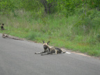 African hunting dog 2