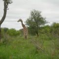 Žirafy 1
