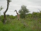 Žirafy 1
