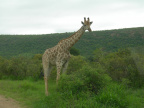 Žirafy 2