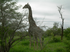 Žirafy 5