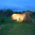 Podvečerní sloni