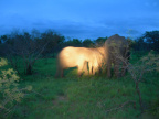 Podvečerní sloni