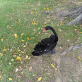 Černá labuť