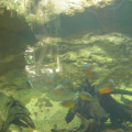 Aquarium 2