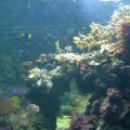 Korálový útes