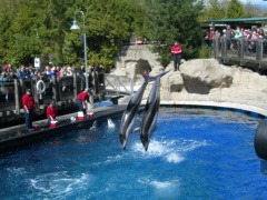 Delfíni 3