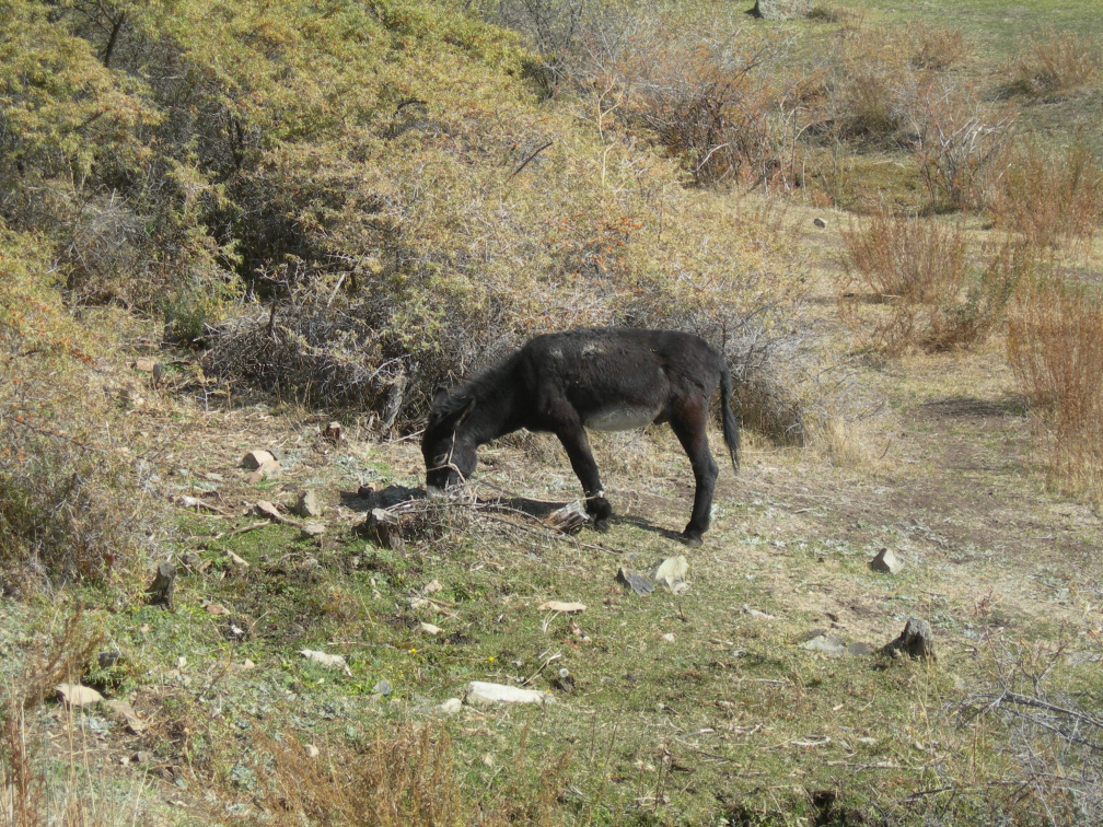 Kyrgyzská fauna